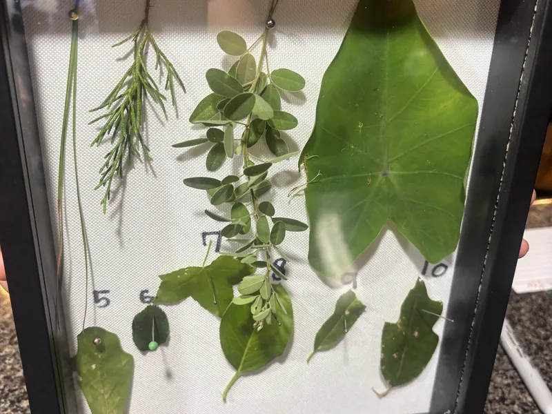 A framed display of pressed leaves from a science lesson